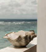 Load image into Gallery viewer, Oyster Shell Champagne Bucket Ceramic made in Italy
